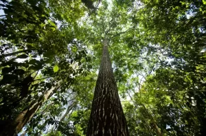 Floresta Amazônica