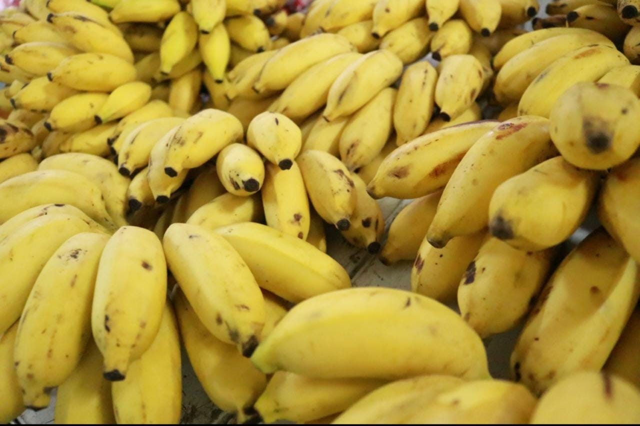 Cadeia produtiva da banana foi tema do I Workshop