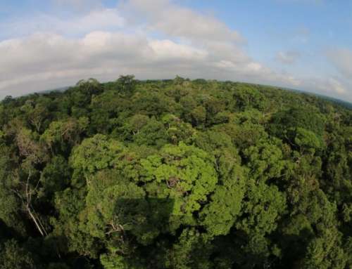 Dia da Proteção da Floresta, preservando o futuro da vida