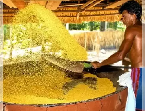 Farinha, o Ouro da Amazônia: Geração de Renda e Sustentabilidade