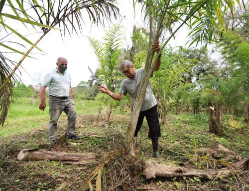 Economia Sustentável de Belém: Agricultores Ribeirinhos Prosperam com a Extração do Palmito