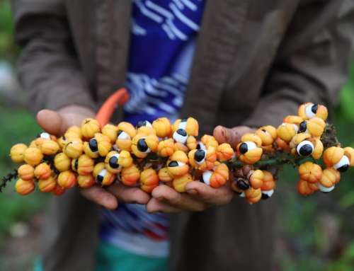 Governo do Amazonas e Embrapa realizam l Workshop de Cadeias Produtivas do Guaraná