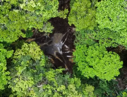 Amazonas registra queda de 40% no desmatamento em 2023, aponta Inpe