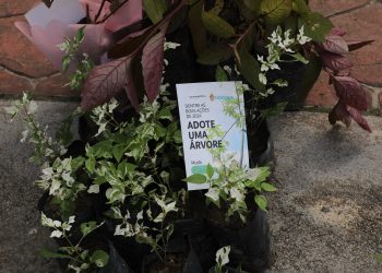 Campanha estimula população no plantio de árvores em Manaus