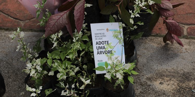Campanha estimula população no plantio de árvores em Manaus