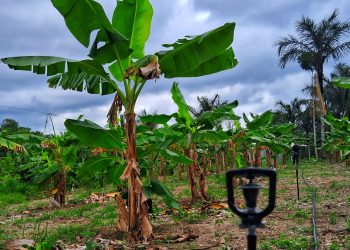 Implementação de sistema de irrigação na unidade demonstrativa de banana em Careiro