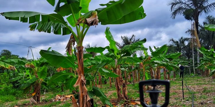 Implementação de sistema de irrigação na unidade demonstrativa de banana em Careiro