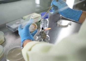 Pesquisa aponta resistência de fungo em culturas agrícolas no AM