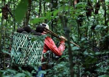 Projeto usa ouriço da castanha como alternativa ao plástico