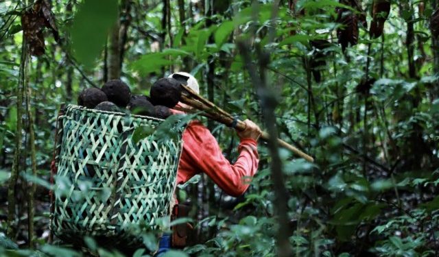 Projeto usa ouriço da castanha como alternativa ao plástico