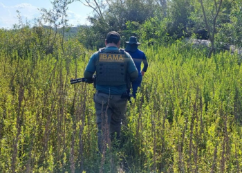 Operação apreende mais de uma tonelada de pescado ilegal