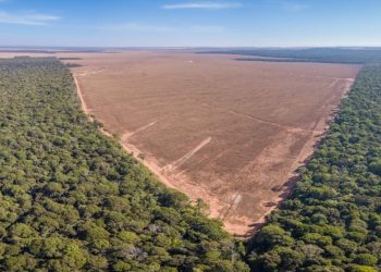 Desmatamento no Brasil cai 22% em 2023