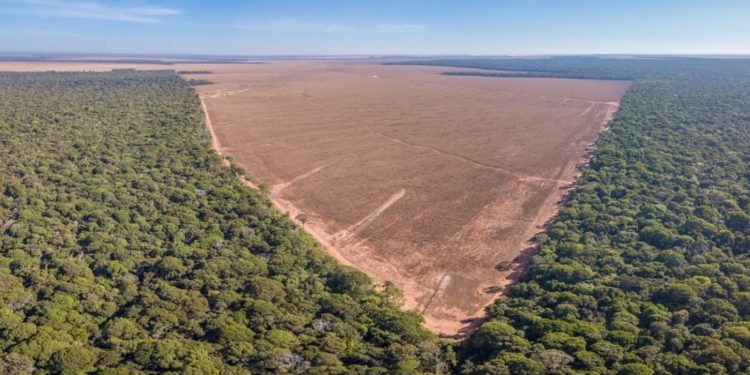 Desmatamento no Brasil cai 22% em 2023