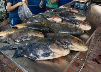 Venda de Pirarucu e Tambaqui