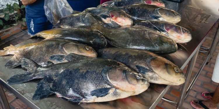 Venda de Pirarucu e Tambaqui