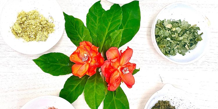 Nova alternativa de alimentação