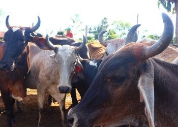 Abertas as Inscrições para
