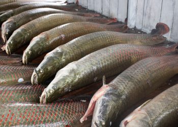 Piraruclub celebra um ano