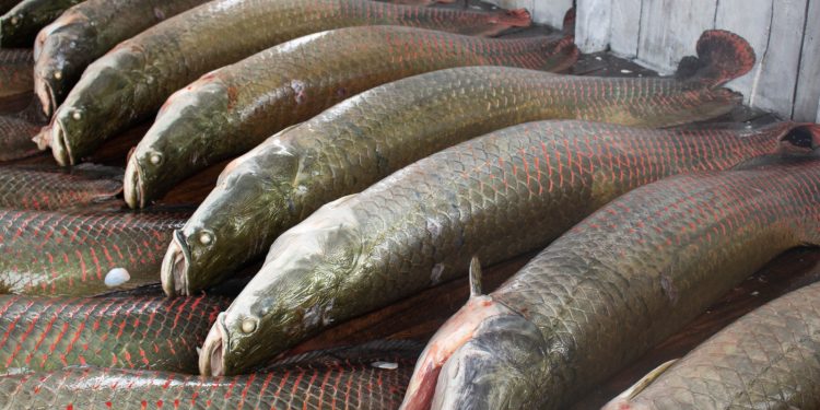 Piraruclub celebra um ano