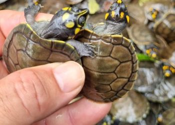 População de quelônios soltos no Amazonas aumenta 99%