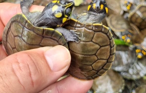 População de quelônios soltos no Amazonas aumenta 99%