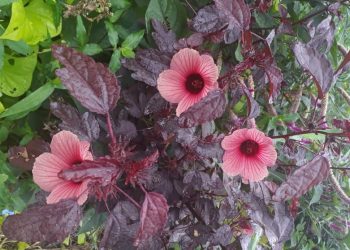 Pesquisa analisa plantas para chás e fermentados em Manaus