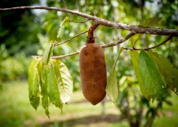 Pesquisa incentiva cultivo em consórcio de frutas amazônicas