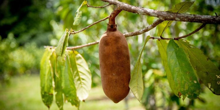 Pesquisa incentiva cultivo em consórcio de frutas amazônicas