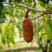 Pesquisa incentiva cultivo em consórcio de frutas amazônicas