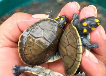 Mais de 800 filhotes de quelônios são devolvidos no Rio Madeira