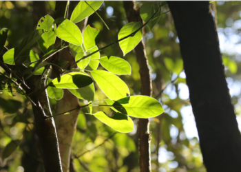 Reorganização Agrária e sistemas domésticos de cadastro de terras