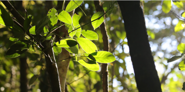 Reorganização Agrária e sistemas domésticos de cadastro de terras