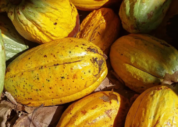 Lei de incentivo à produção