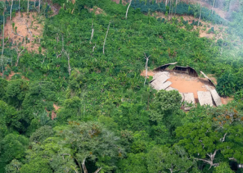 Desmatamento em áreas protegidas da Amazônia cai 73% em 2023