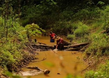 Estudo sobre insetos estimula educação ambiental no Acre