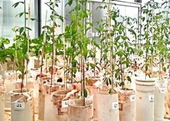 Plantio de espécie do Pará pode ser eficiente na recuperação ambiental