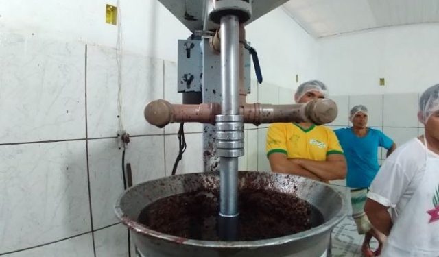 Açaí impulsiona bioeconomia em feijó