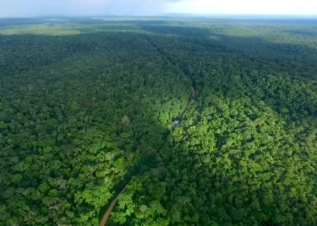 Seleção para mestrado do Inpa e UEA segue até dia 31 de janeiro