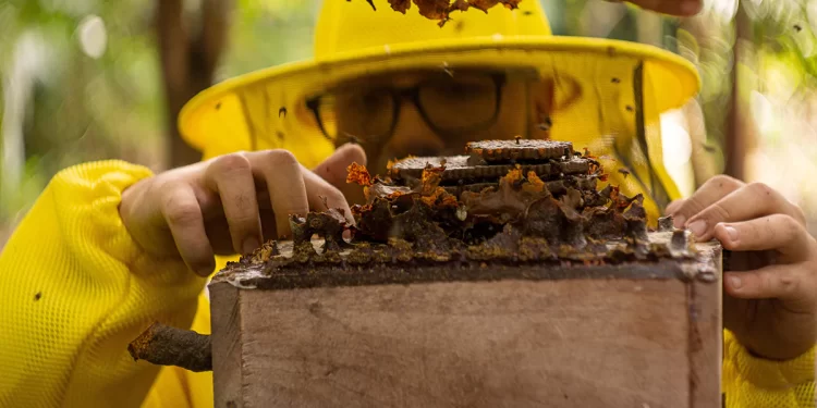 Iniciativa promove desenvolvimento de colmeias e produção de mudas no Pará