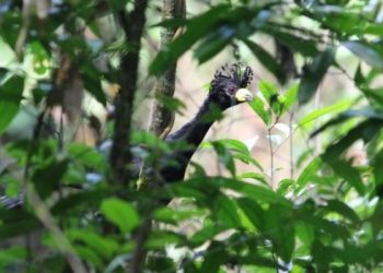 Projeto identifica ave rara e nova espécie de bromélia em terra indígena