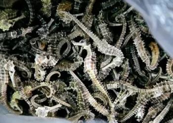 Estudo mostra que captura de cavalos-marinhos aumenta no Brasil