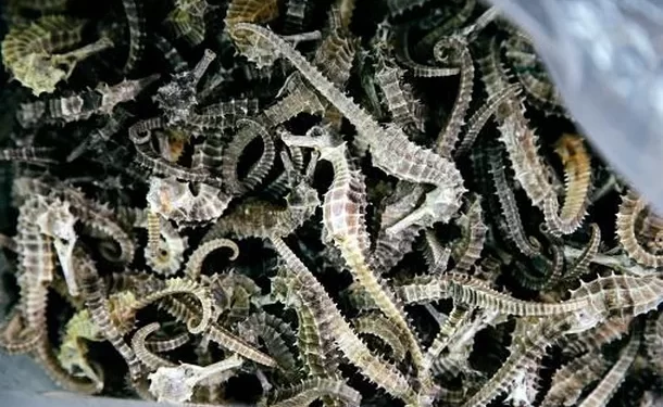 Estudo mostra que captura de cavalos-marinhos aumenta no Brasil