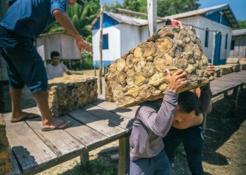 Evento discute fortalecimento da borracha sustentável na Amazônia