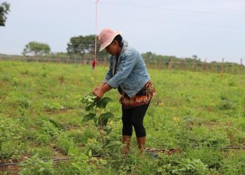 Irrigação impulsiona produção de maracujá e mamão em Iranduba