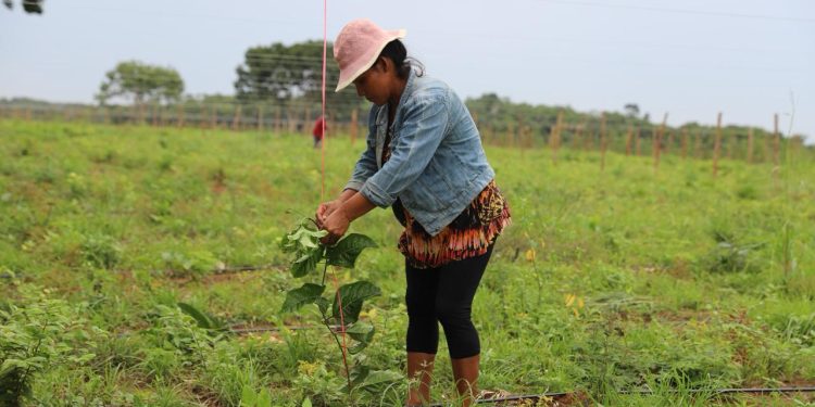 Irrigação impulsiona produção de maracujá e mamão em Iranduba