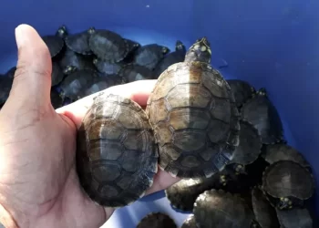 Projeto solta mais de 1400 quelônios no Pará