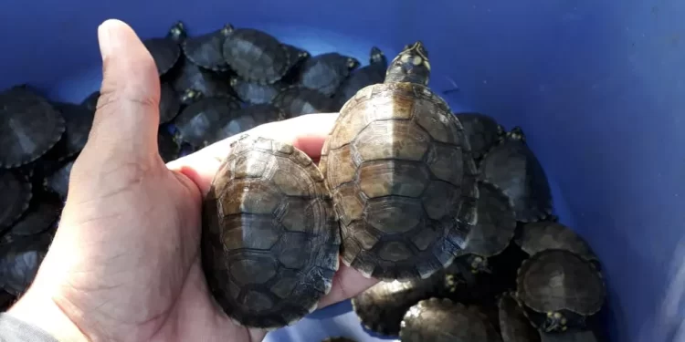 Projeto solta mais de 1400 quelônios no Pará