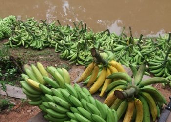 Idam alerta para fungo em plantios de banana no Amazonas