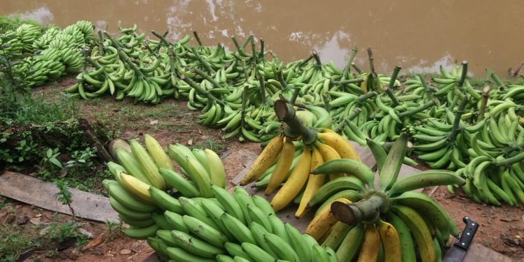 Idam alerta para fungo em plantios de banana no Amazonas