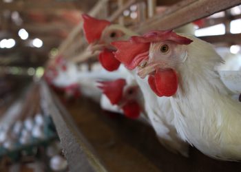 Inscrições abertas para curso na Vila de Balbina